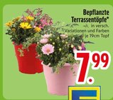 Bepflanzte Terrassentöpfe Angebote bei EDEKA Landshut für 7,99 €