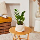 Zamioculcas XXL à Carrefour dans Saint-Martin-des-Champs Zamioculcas XXL à Carrefour dans Saint-Martin-des-Champs