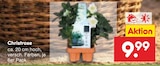 Christrose Angebote bei Netto Marken-Discount Buchholz für 9,99 €