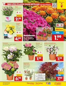 Pflanzen im aktuellen Netto Marken-Discount Prospekt (Dortmund) Pflanzen im Netto Marken-Discount Prospekt "Aktuelle Angebote" mit 60 Seiten (Dortmund)