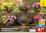 Chrysantheme im Netto Marken-Discount Prospekt Chrysantheme von im aktuellen Netto Marken-Discount Prospekt für 4,99 €