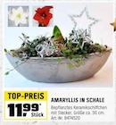 Aktuelles Amaryllis in Schale Angebot bei OBI in Köln ab 11,99 €