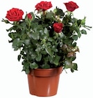 Rosier en promo à 4,49 € chez Lidl Rosier dans le catalogue Lidl