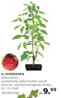 Himbeeren von  im aktuellen Dehner Garten-Center Prospekt für 9,99 €