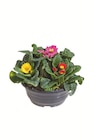 Frühlingsprimeln Primula Tricolor Angebote bei Lidl Bautzen für 3,79 €