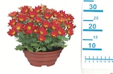 Blühpflanze in Schale im Angebot bei Lidl in Hückelhoven Blühpflanze in Schale Angebote bei Lidl Hückelhoven für 3,99 €