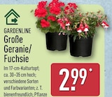 Große Geranie/Fuchsie von GARDENLINE für 2,99 € bei ALDI Nord im Angebot Große Geranie/Fuchsie von GARDENLINE im aktuellen ALDI Nord Prospekt