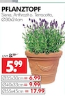 Aktuelle Blumentopf Angebote bei Wreesmann in Dresden Aktuelles PFLANZTOPF Angebot bei Wreesmann in Dresden ab 5,99 €