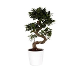 Ficus Microcarpa Ginseng 70 cm avec cache pot diamètre 22 cm - BOTANIC® dans le catalogue Botanic