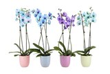 Orchidée teintée - Carrefour à Boulogne-Billancourt Orchidée teintée en promo chez Carrefour Boulogne-Billancourt à 14,99 €