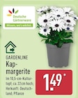 Kapmargerite von Gardenline im aktuellen ALDI Nord Prospekt