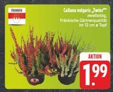 EDEKA Fichtelberg - Calluna vulgaris 'Twins' Angebot im Prospekt Calluna vulgaris 'Twins' bei EDEKA im Fichtelberg Prospekt für 1,99 €