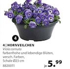 Hornveilchen von  im aktuellen Dehner Garten-Center Prospekt für 5,99 €