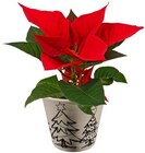 Mini Weihnachtsstern Angebote bei REWE Bergkamen für 1,99 €