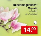 Aktuelles Tulpenmagnolien Angebot bei Zimmermann in Bremerhaven ab 14,99 €