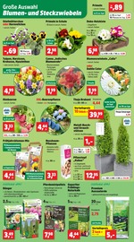 Aktueller Thomas Philipps Prospekt mit Tulpen, "Top Angebote", Seite 8