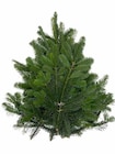 Nordmanntannen-Großbund (Abies nordmanniana) von  im aktuellen Pflanzen Kölle Prospekt für 13,13 €