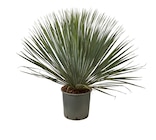 Promo Yucca rostrata blue and blue à 34,99 € dans le catalogue Truffaut à Pierrelaye