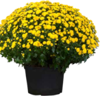 Pflanzen Kölle Neuenhagen - Chrysanthemen-Busch Angebot im Prospekt Chrysanthemen-Busch bei Pflanzen Kölle im Neuenhagen Prospekt für 4,44 €