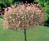 Saule Crevette Demi-Tige en promo chez Hyper U Angers à 39,90 €