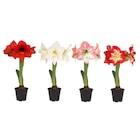 Amaryllis - Carrefour à Clermont-Ferrand Amaryllis en promo chez Carrefour Clermont-Ferrand à 2,79 €