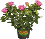 Globus-Baumarkt Müllheim - Freiland-Rosen Angebot im Prospekt Freiland-Rosen bei Globus-Baumarkt im Müllheim Prospekt für 9,99 €