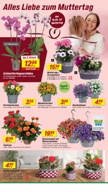 Aktueller toom Baumarkt Prospekt mit Blumentopf, "Respekt, wer's selber macht.", Seite 6