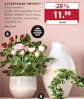 Topfrose 'Infinity' bei Dehner Garten-Center im Eichenzell Prospekt für 11,99 €