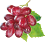 Primitivo Salento IGT, da uve leggermente appassite Angebote von Masso Antico bei EDEKA Stade für 8,99 €