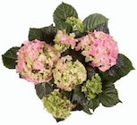 Hortensia en promo chez Lidl Nice à 4,29 €