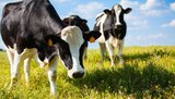 Unsere Beste H-Milch 1,8% Fett im Angebot bei nahkauf in Wiesbaden Unsere Beste H-Milch 1,8% Fett Angebote von Schwälbchen bei nahkauf Wiesbaden für 1,11 €