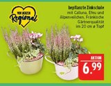 bepflanzte Zinkschale im Angebot bei Marktkauf in Altenburg bepflanzte Zinkschale Angebote bei Marktkauf Altenburg für 6,99 €