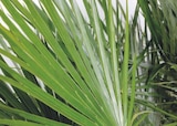 Palmier (Chamaerops humilis) en promo chez Carrefour Aulnay-sous-Bois à 25,99 €