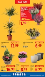 Prix et réduction Cyclamen dans le prospectus Lidl en cours Offre Cyclamen dans le catalogue Lidl du moment à la page 37