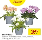toom Baumarkt Breese - Bitterwurz Angebot im Prospekt Bitterwurz bei toom Baumarkt im Breese Prospekt für 3,49 €