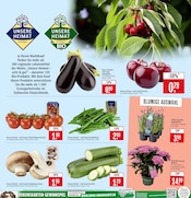 Hortensie im Marktkauf Prospekt in Göppingen Aktueller Marktkauf Prospekt mit Hortensie, "Aktuelle Angebote", Seite 5