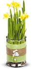 Aktuelle Blumen Angebote bei Netto Marken-Discount in Wuppertal Aktuelles Narzisse Angebot bei Netto Marken-Discount in Wuppertal ab 5,99 €