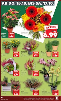 Blumentopf im aktuellen Kaufland Prospekt (Hildesheim) Blumentopf im Kaufland Prospekt "Hier bin ich richtig" mit 80 Seiten (Hildesheim)