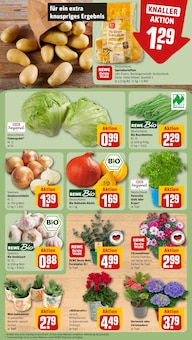 Kürbis im REWE Prospekt "Dein Markt" mit 26 Seiten (Krefeld)