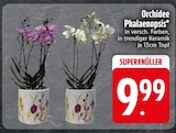 Orchidee Phalaenopsis Angebote bei EDEKA Regensburg für 9,99 €