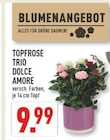 TOPFROSE TRIO DOLCE AMORE bei Marktkauf im Ennigerloh Prospekt für 9,99 €