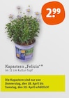 Aktuelles Kapastern „Felicia“ Angebot bei tegut in Offenbach (Main) ab 2,99 €