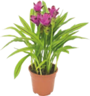 PLANTE EXOTIQUE - GARDENLINE en promo chez Aldi Strasbourg à 8,99 €