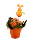 Kalanchoé en pot couleur - Lidl à Toulouse Kalanchoé en pot couleur en promo chez Lidl Toulouse à 2,39 €