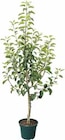 Premium-Apfelbaum Angebote von Kölle BIO bei Pflanzen Kölle Wiesbaden für 29,99 €