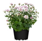Herbst-Chrysantheme im Angebot bei OBI in Bremen Herbst-Chrysantheme Angebote bei OBI Bremen für 1,99 €