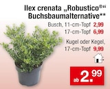 „Robustico“ Buchsbaumalternative von Ilex crenata im aktuellen Zimmermann Prospekt