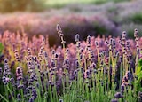Lavendel 'Hidcote Blue' Angebote bei Garten-Center Nordharz GmbH & Co. KG Salzgitter für 4,99 €