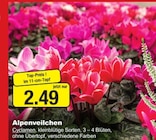 Alpenveilchen bei Herbrügger im Unna Prospekt für 2,49 €