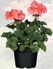 Geranie Pelargonium zonale/peltatum im aktuellen Prospekt bei bauSpezi in Freystadt